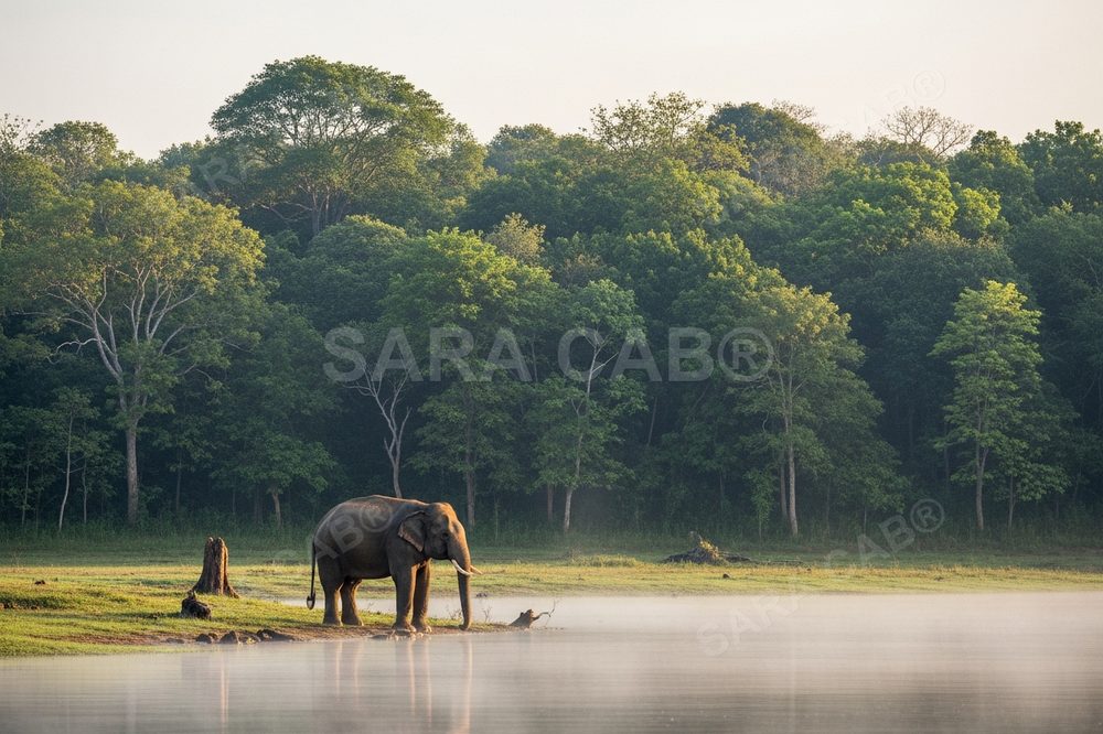 Kabini & Bandipur Force Urbania tour — SARA CAB®